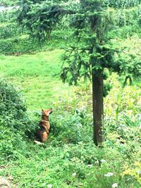 Cat sitting on grass against trees