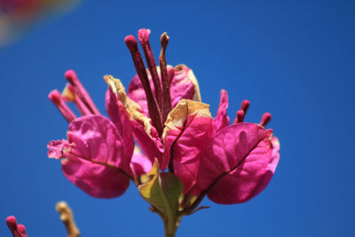 Close-up of pink flowering plant against blue sky