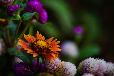 Close-up of purple flowering plants in park