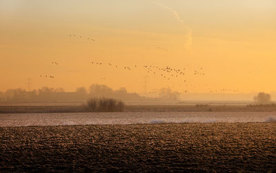 Birds flying over sea against sky during sunset