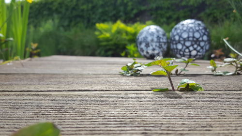 Surface level of plants on wooden surface