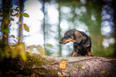 Close-up of a dog looking away