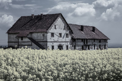 Abandoned house on a rapeseed field