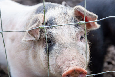 Close-up of a saddleback pig behind wire fencing 