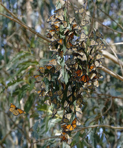 Close-up of insect on tree branch