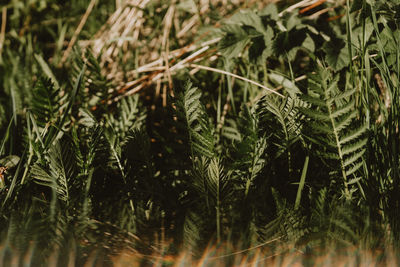 Close-up of pine tree