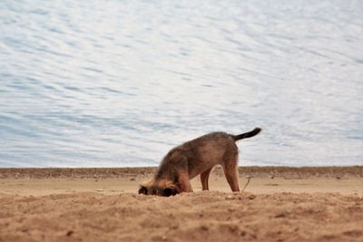 Side view of a horse on the beach
