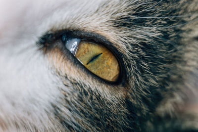 Cat eye close up. macro cat eye