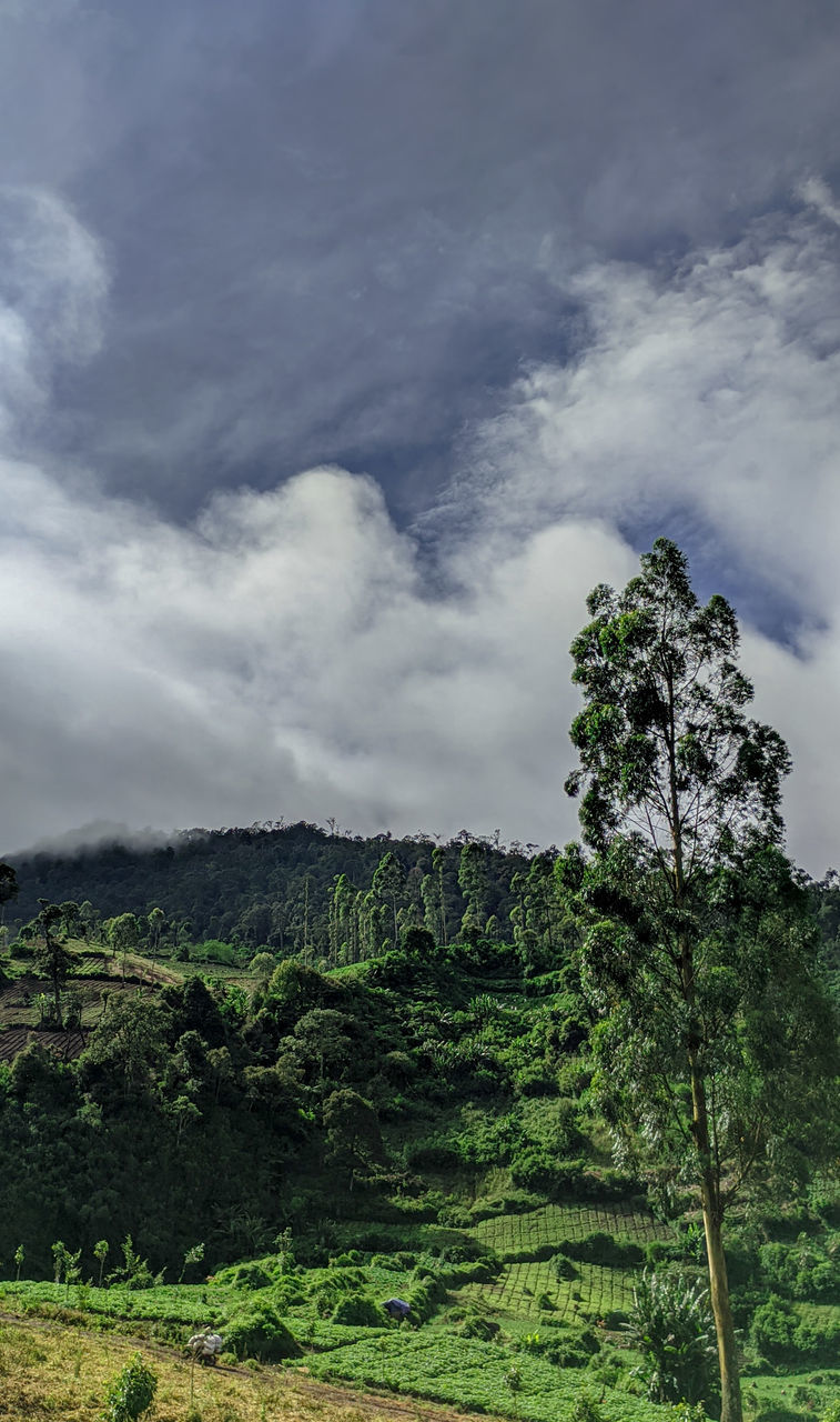 nature, plant, cloud, sky, tree, green, environment, hill, beauty in nature, land, landscape, scenics - nature, rural area, no people, forest, growth, non-urban scene, outdoors, tranquility, grass, day, tranquil scene, natural environment, travel destinations, travel, pinaceae, overcast, coniferous tree, tourism, pine tree