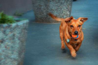 Dog running outdoors