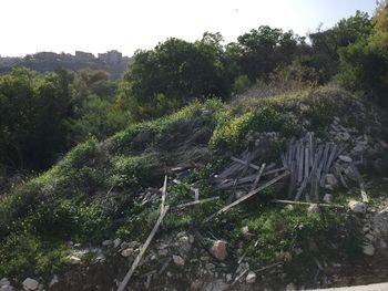 Plants and trees in forest