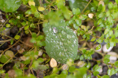 Close-up of wet plant