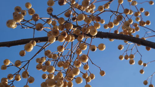 Low angle view of tree against clear sky