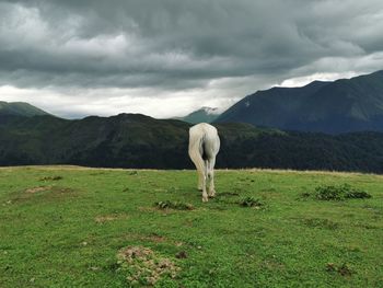 Full length of a horse on field