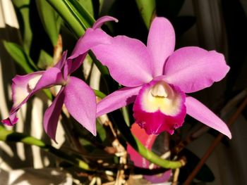 Close-up of pink orchid flower