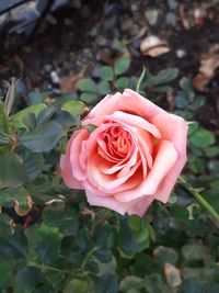 Close-up of pink rose