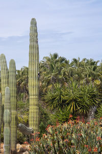 Cactus growing on field against sky