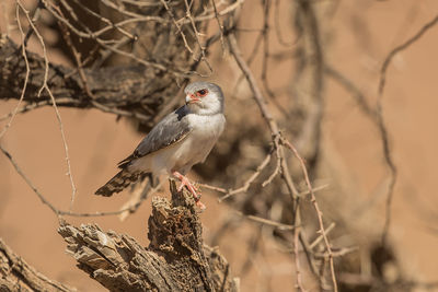 Bird perching on branch