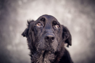 Portrait of black dog outdoors