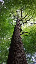 tree trunk