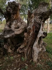 Close-up of tree trunk on field in forest