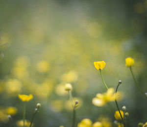 Close-up of yellow flowering plant on field