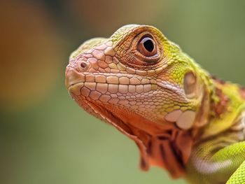 Close-up of a lizard