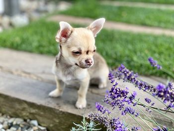 Portrait of a dog on purple flower