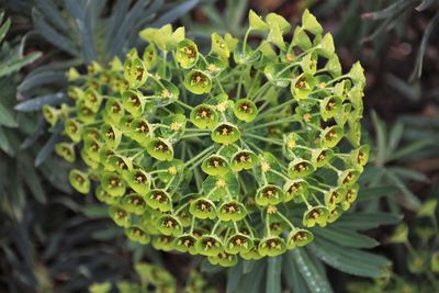 Close-up of succulent plant