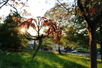 Close-up of flowering plant in park