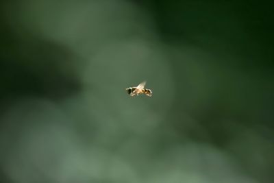 Close-up of bee on leaf