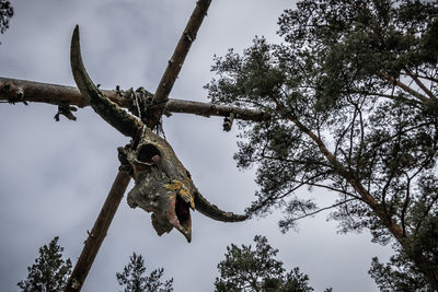 Low angle view of tree against sky