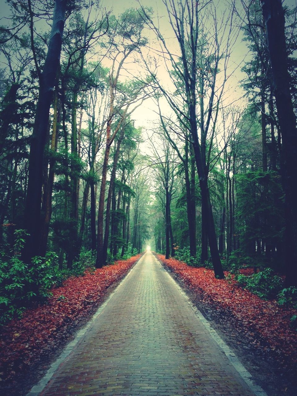 tree, the way forward, diminishing perspective, vanishing point, treelined, road, tranquility, transportation, growth, nature, forest, tranquil scene, empty road, tree trunk, branch, beauty in nature, empty, long, outdoors, no people