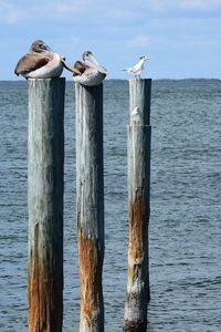 Bird perching on wooden post by sea against sky