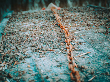 Close-up of dried leaves on ground