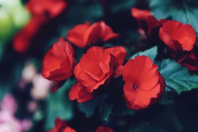 Close-up of red flowers blooming outdoors