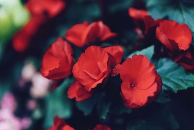 Close-up of red flowers blooming outdoors