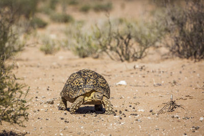 Close-up of a turtle on sand