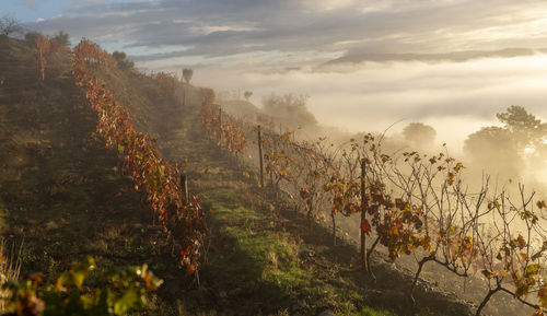 Morning light in douro valley