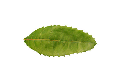 Close-up of leaf against white background