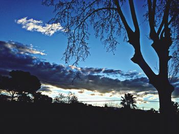 Silhouette of trees at sunset