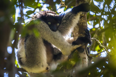 Low angle view of squirrel on tree