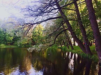 Scenic view of lake in forest