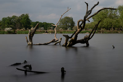 View of birds in lake against trees