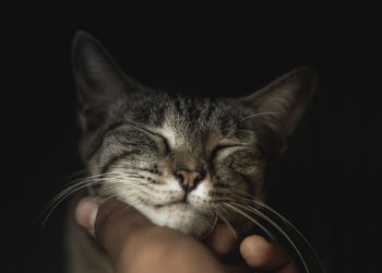Close-up of hand holding cat