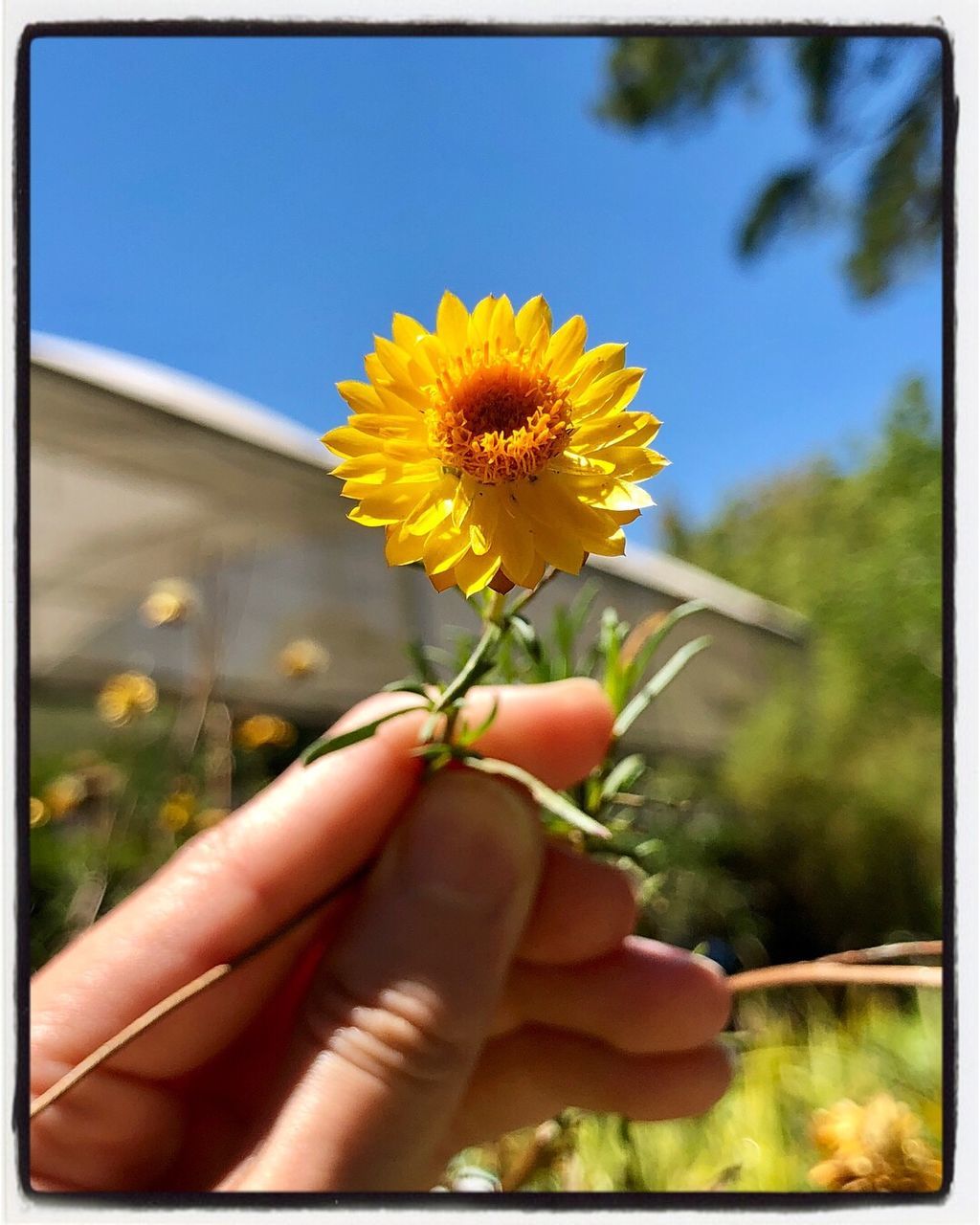 human hand, flower, one person, holding, human body part, outdoors, nature, yellow, real people, day, beauty in nature, close-up, sunflower, growth, plant, fragility, freshness, flower head, sky, people