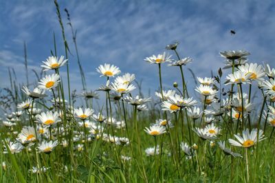 Full frame shot of white flowers blooming in field