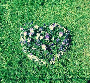High angle view of flowers growing in field