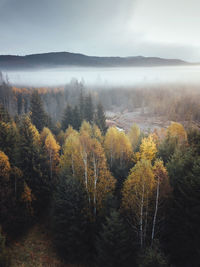 Scenic view of forest against sky