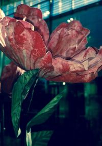 Close-up of flowers against blurred background